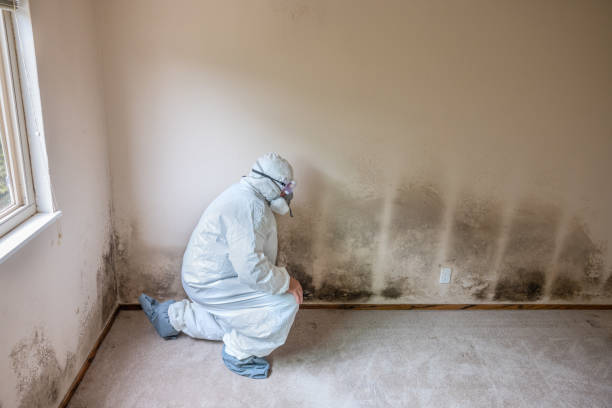 Professional Mold Removal in Atlantic Beach, FL