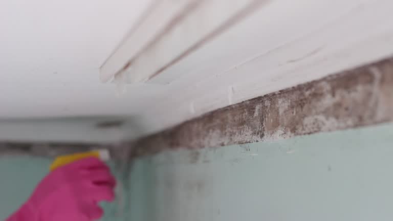 Best Airborne Mold Testing  in Atlantic Beach, FL